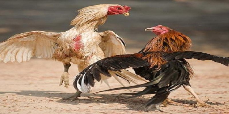 Đá gà đòn tại trường đấu chuyên nghiệp Thái Lan và Campuchia 