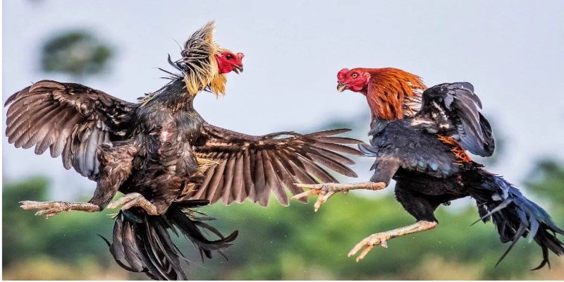 Đá Gà Đòn 8KBET Kịch Tính, Hấp Dẫn Trong Từng Trận