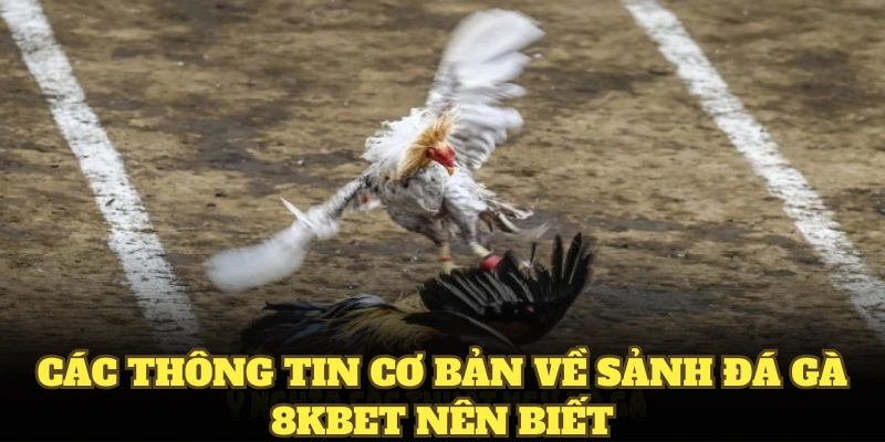 Các thông tin cơ bản về sảnh đá gà 8KBET nên biết