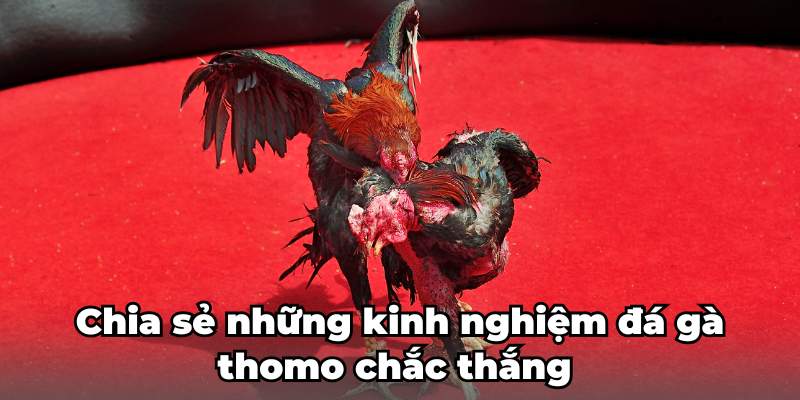 Chia sẻ những kinh nghiệm đá gà thomo chắc thắng 