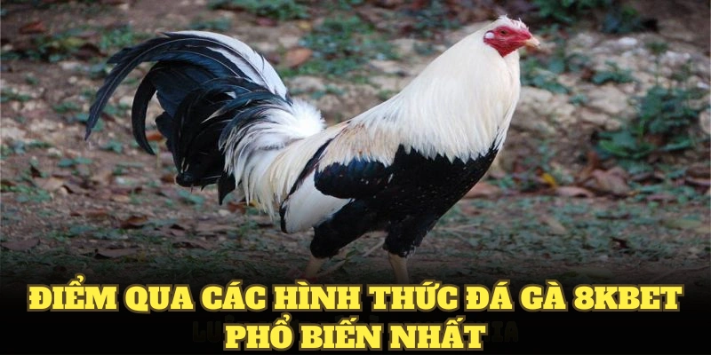 Điểm qua các hình thức đá gà 8KBET phổ biến nhất