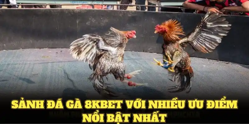 Sảnh đá gà 8KBET với nhiều ưu điểm nổi bật nhất
