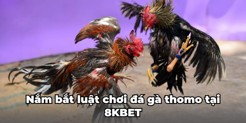 Tìm hiểu đá gà Thomo là gì?